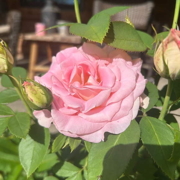 🌷 MOVING SALE !! 🌷 - Picture 4 of 14